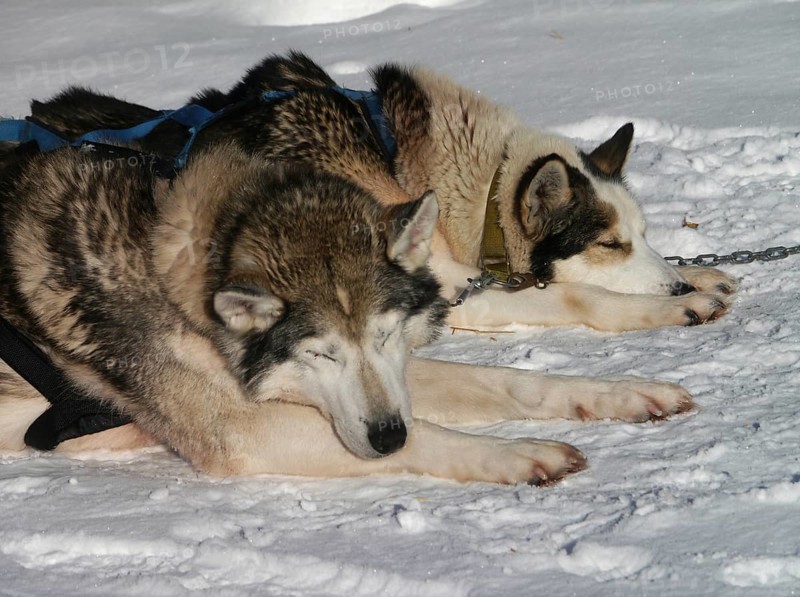 Sled dogs