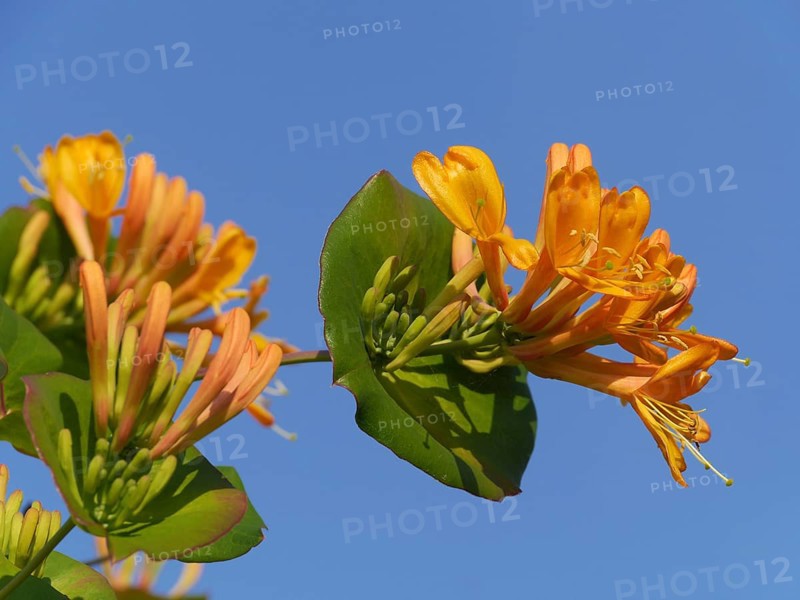 Honeysuckle