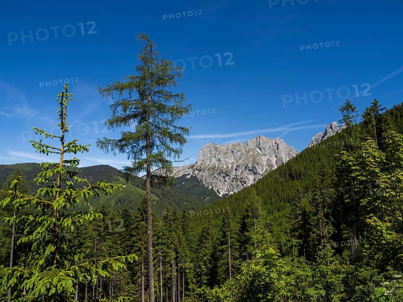 Forest landscape, mountain peak in the background, Admonter Kaibling, Gesäuse National Park, Styria, Austria, Europe