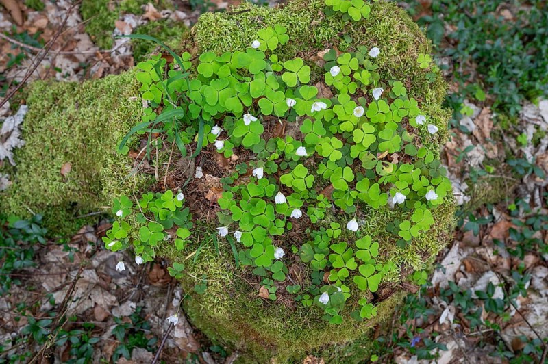 Flowering wood sorrel (Oxalis) on a tree trunk, Bavaria, Germany, Europe