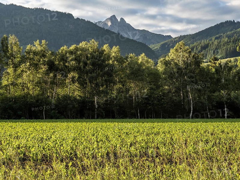 Field at the edge of the forest, behind the Admonter Reichenstein, near Gaishorn am See, Styria, Austria, Europe