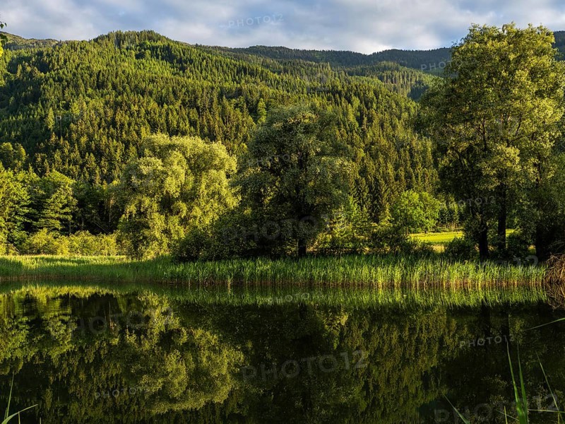 Forest by the lake, Gaishorner See in the evening light, Gaishorn am See, Paltental, Styria, Austria, Europe