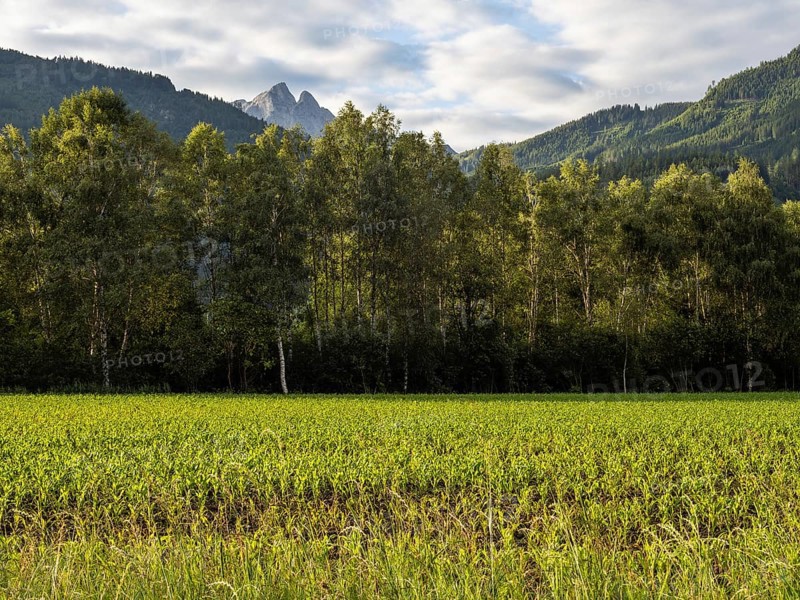 Field at the edge of the forest, behind the Admonter Reichenstein, near Gaishorn am See, Styria, Austria, Europe