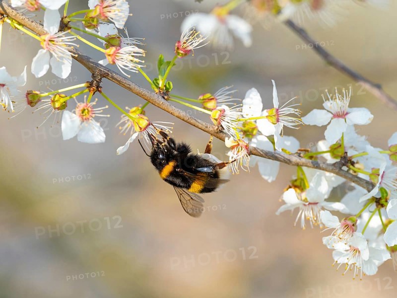 Large earth bumblebee (Bombus terrestris), bumblebee, insect, insect, macro, NSG Wagbachniederung, Waghausel, Baden-WÂ¸rttemberg, Germany, Europe