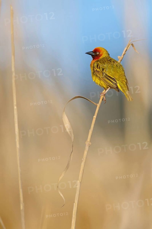 Cape weaver (Ploceus capensis), West Coast National Park, Langebaan, Western Cape, South Africa, Africa