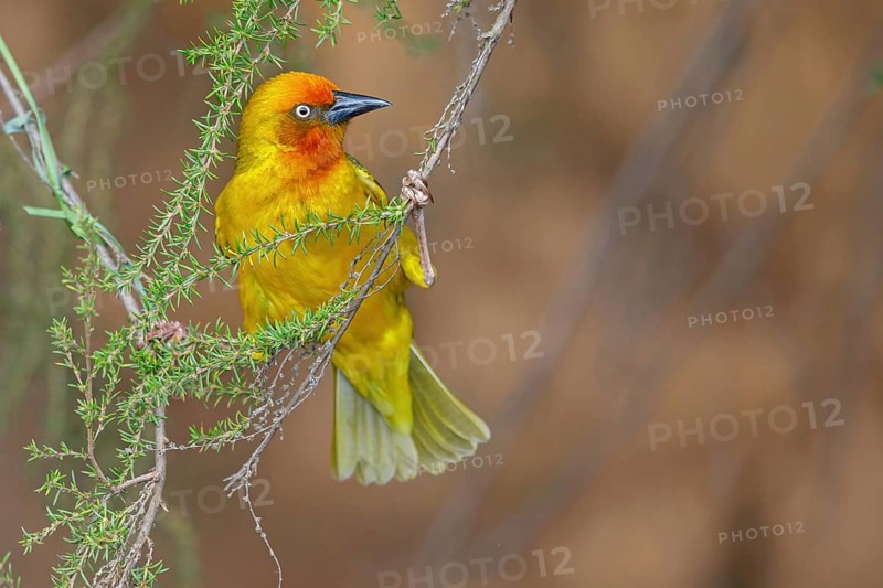 Cape weaver (Ploceus capensis), West Coast National Park, Langebaan, Western Cape, South Africa, Africa