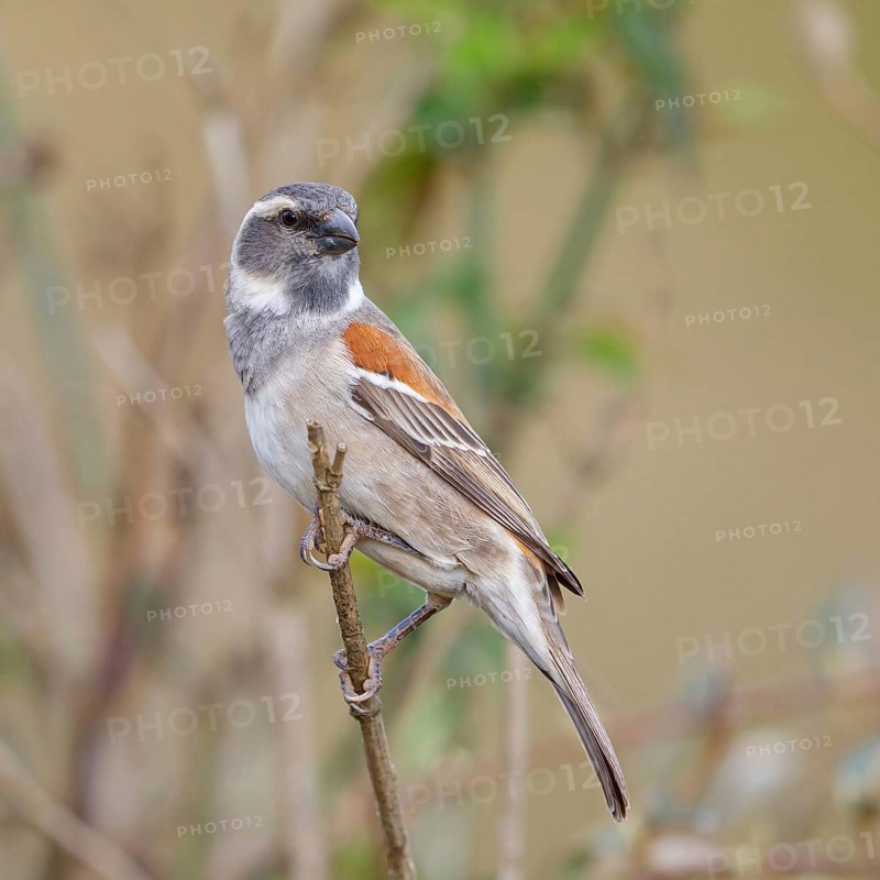 Cape sparrow (Passer melanurus), sparrow family, Sani Pass Surroundings, Underberg, KwaZulu-Natal, South Africa, Africa