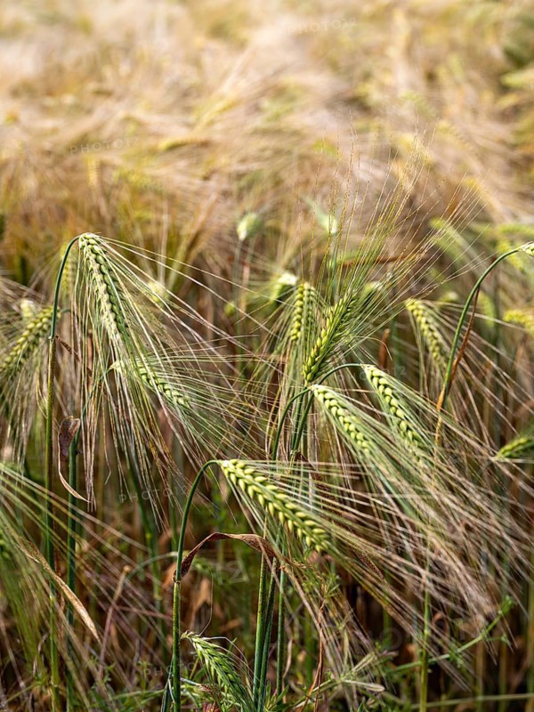 Cereal field, barley field, field with barley, Frohburg, Saxony, Germany, Europe