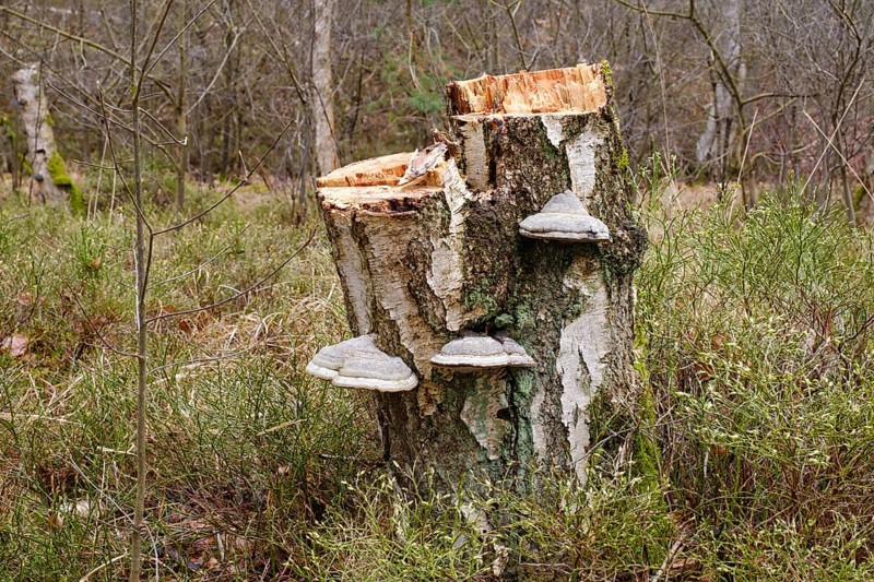 Stump of a birch tree with tree fungi, Kesselmoor, Müritz National Park, Mecklenburg Lake District, Mecklenburg, Mecklenburg-Vorpommern, Germany, Europe