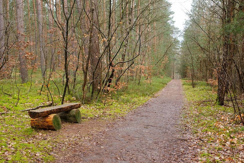 Bench on the path through the forest, Waren, Müritz, Müritz National Park, Mecklenburg Lake District, Mecklenburg, Mecklenburg-Vorpommern, Germany, Europe