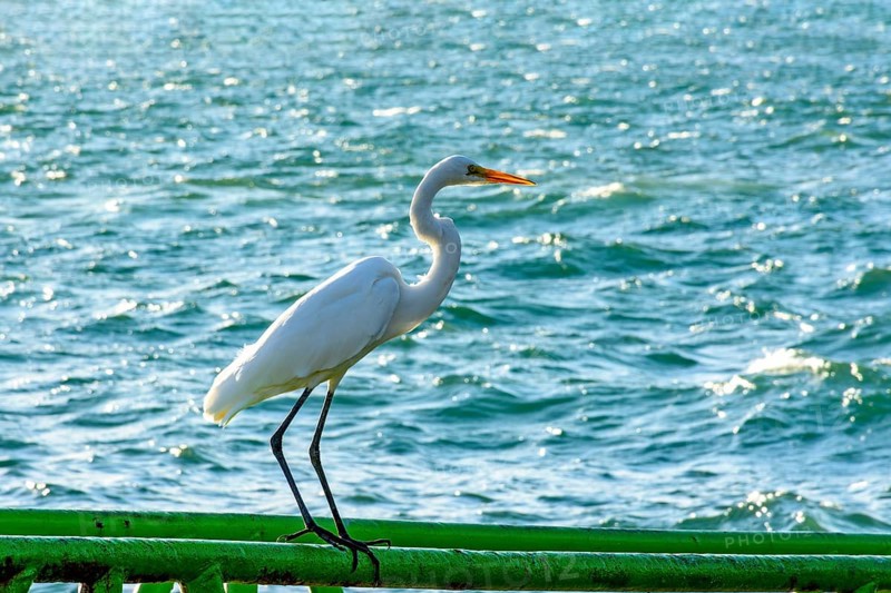 White heron perched in front of the sea in Ilhabela on a sunny day, Ilhabela, Sao Paulo, Brazil, South America