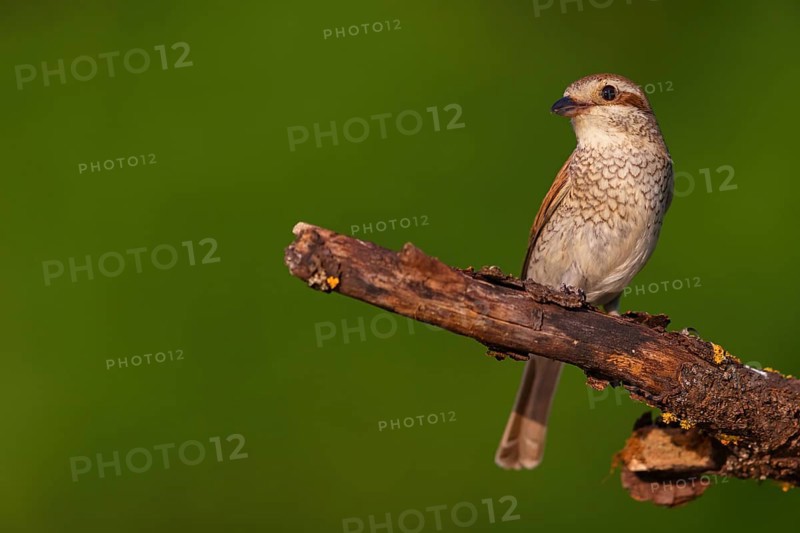 Red-backed shrike, red-backed shrike, thorn-backed shrike, family of shrikes, (Lanius collurio), female, Hockenheim, Baden-Württemberg, Germany, Europe