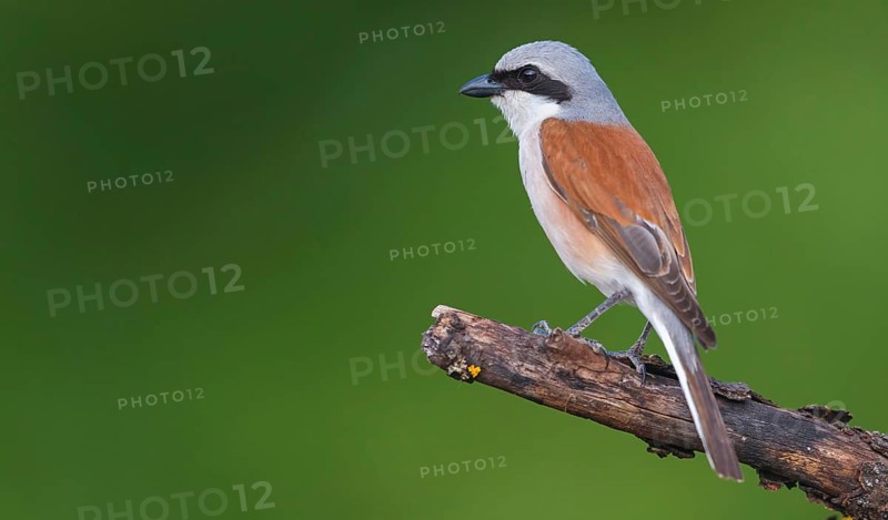 Red-backed shrike, red-backed shrike, thorn-backed shrike, family of shrikes, (Lanius collurio), male, Hockenheim, Baden-Württemberg, Germany, Europe