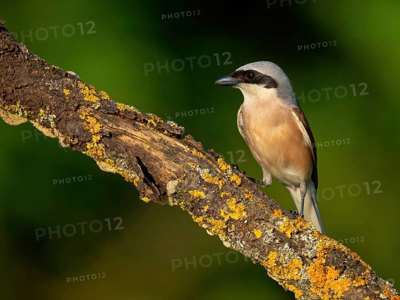 Red-backed shrike, red-backed shrike, thorn-backed shrike, family of shrikes, (Lanius collurio), male, Hockenheim, Baden-Württemberg, Germany, Europe