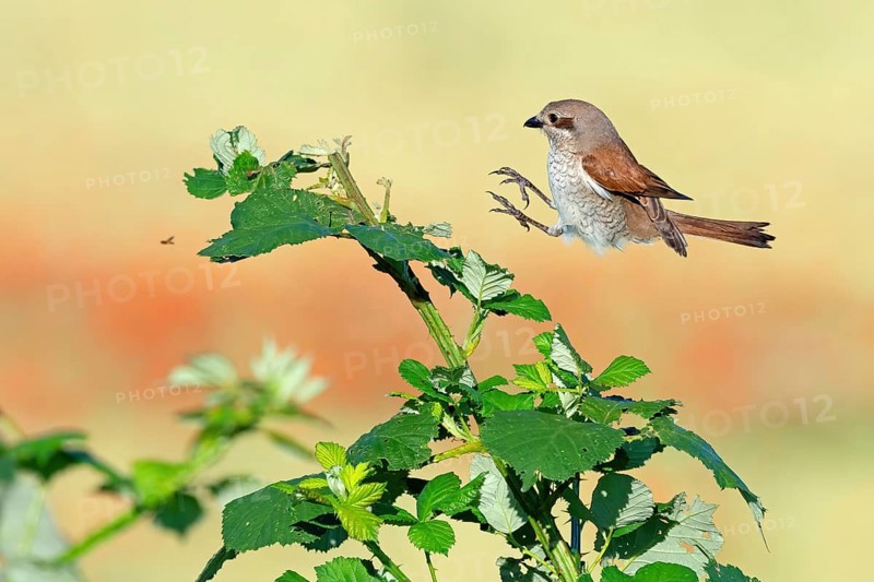 Red-backed shrike (Lanius collurio), female, approach, flight study, Hockenheim, Baden-Württemberg, Germany, Europe
