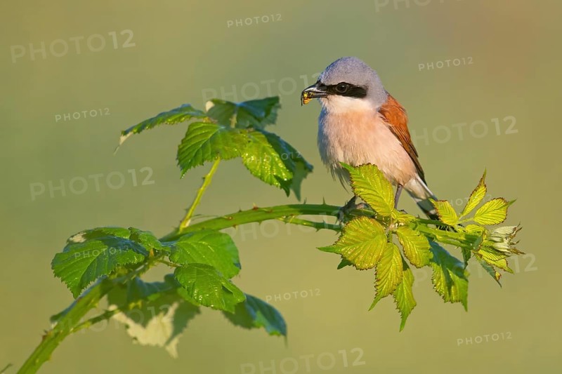 Red-backed shrike (Lanius collurio), male with prey, Hockenheim, Baden-Württemberg, Germany, Europe