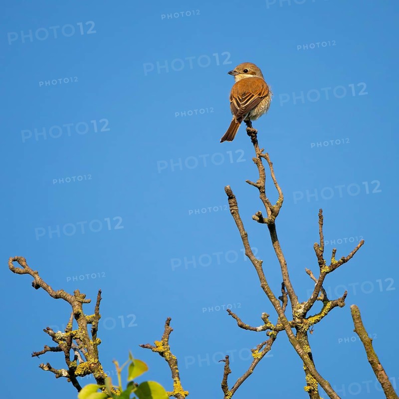 Red-backed shrike, red-backed shrike, thorn-backed shrike, family of shrikes, (Lanius collurio), female, Hockenheim, Baden-Württemberg, Germany, Europe