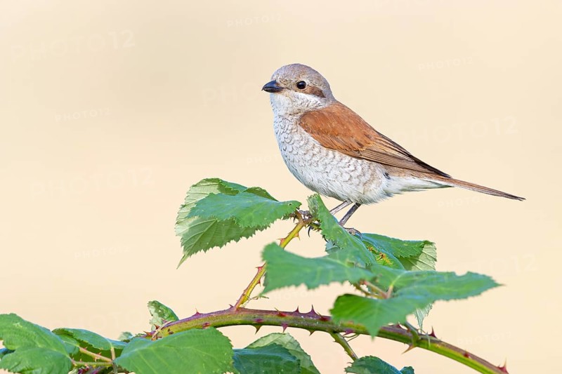 Red-backed shrike, red-backed shrike, thorn-backed shrike, family of shrikes, (Lanius collurio), female, Hockenheim, Baden-Württemberg, Germany, Europe