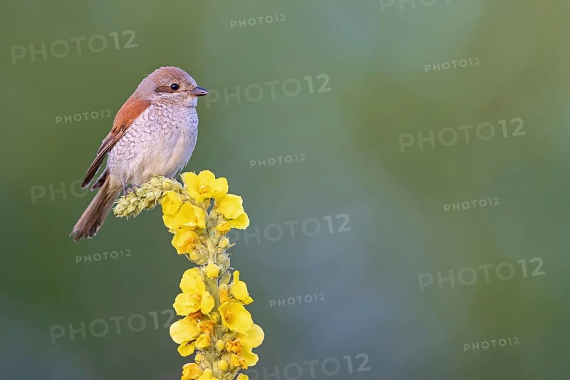 Red-backed shrike, red-backed shrike, thorn-backed shrike, family of shrikes, (Lanius collurio), female, Hockenheim, Baden-Württemberg, Germany, Europe