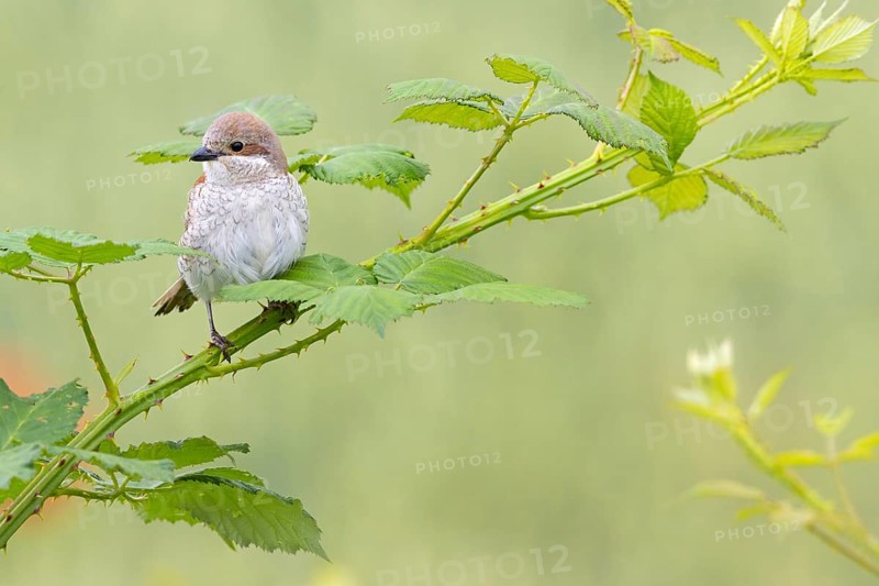 Red-backed shrike, red-backed shrike, thorn-backed shrike, family of shrikes, (Lanius collurio), female, Hockenheim, Baden-Württemberg, Germany, Europe