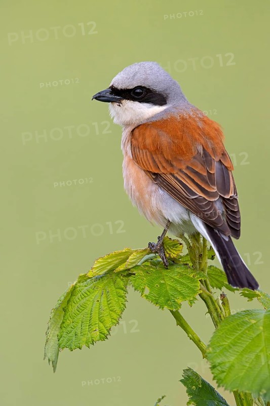 Red-backed shrike, red-backed shrike, thorn-backed shrike, family of shrikes, (Lanius collurio), male, Hockenheim, Baden-Württemberg, Germany, Europe