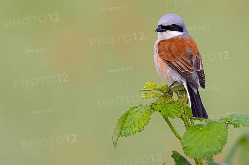 Red-backed shrike, red-backed shrike, thorn-backed shrike, family of shrikes, (Lanius collurio), male, Hockenheim, Baden-Württemberg, Germany, Europe