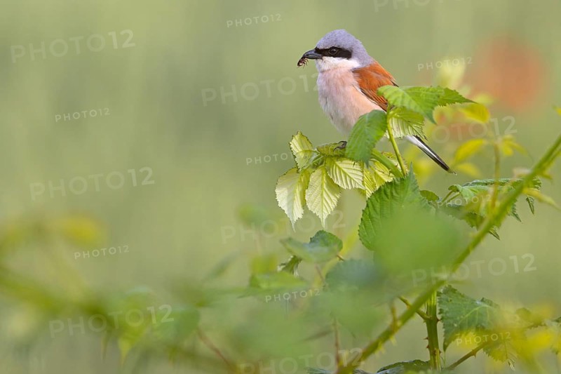 Red-backed shrike, red-backed shrike, thorn-backed shrike, family of shrikes, (Lanius collurio), male, Hockenheim, Baden-Württemberg, Germany, Europe