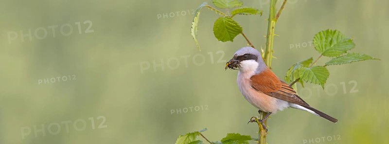 Red-backed shrike, red-backed shrike, thorn-backed shrike, family of shrikes, (Lanius collurio), male, Hockenheim, Baden-Württemberg, Germany, Europe