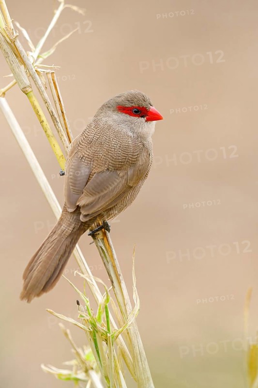 Wave-astrild, (Estrolda astrild), family of the splendid finches, Garden Route National Park, Wilderness Section, Wilderness, Western Cape, South Africa, Africa