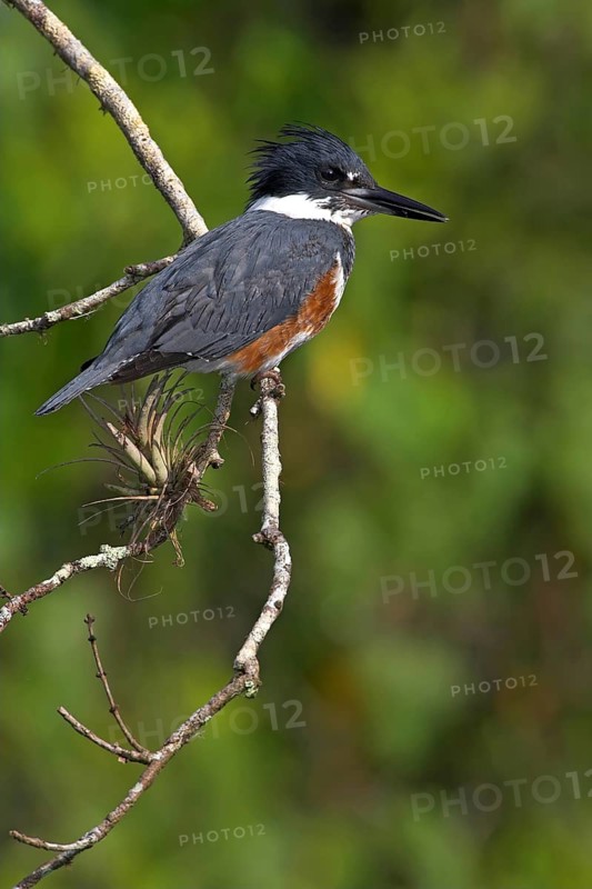 Belted kingfisher (Megaceryle alcyon), kingfisher on perch, Lake Kissimmee, Osceola County, Florida, USA, North America