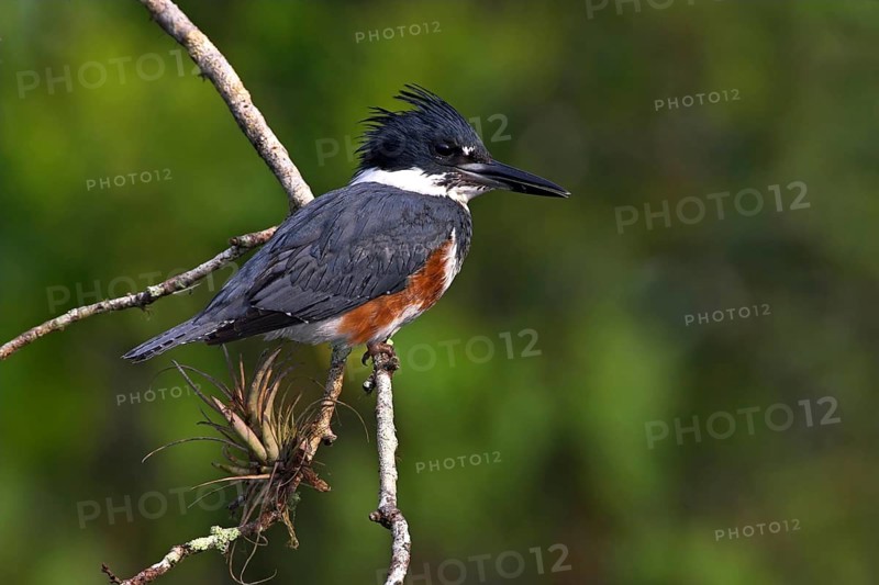 Belted kingfisher (Megaceryle alcyon), kingfisher on perch, Lake Kissimmee, Osceola County, Florida, USA, North America
