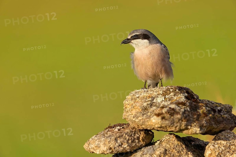 Great grey shrike (Lanius excubitor), Mediterranean Great Grey Shrike, Great Grey Shrike subspecies meridionalis, (Lanius excubitor meridionalis), (Lanius meridionalis), Iberian Great Grey Shrike, Southern grey shrike, Hides De Calera / Grey Shrike Hi, Calera Y Chozas, Castilla La Mancha / Toledo, Spain, Europe