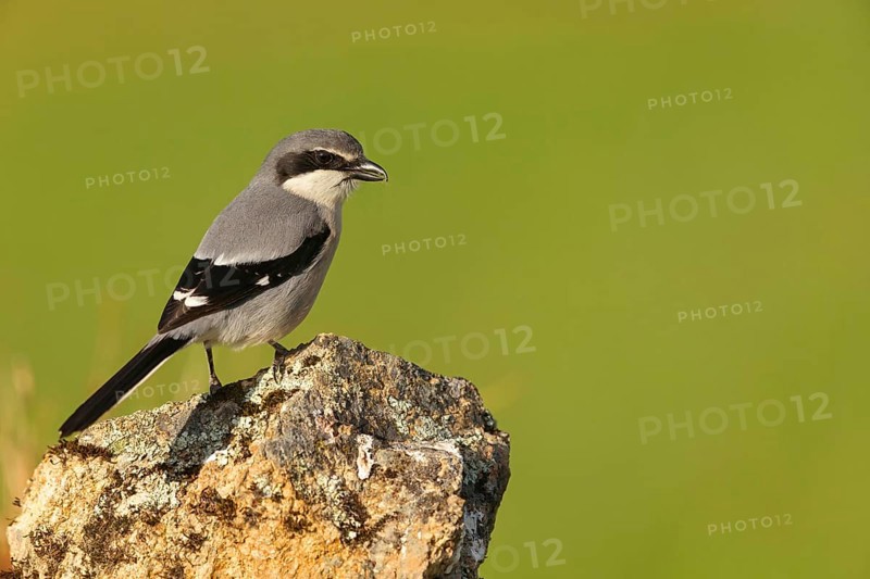 Great grey shrike (Lanius excubitor), Mediterranean Great Grey Shrike, Great Grey Shrike subspecies meridionalis, (Lanius excubitor meridionalis), (Lanius meridionalis), Iberian Great Grey Shrike, Southern grey shrike, Hides De Calera / Grey Shrike Hi, Calera Y Chozas, Castilla La Mancha / Toledo, Spain, Europe