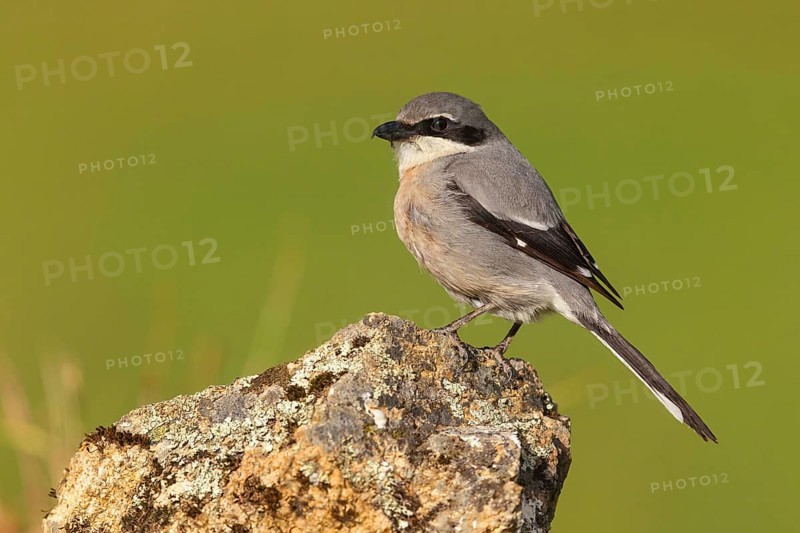Great grey shrike (Lanius excubitor), Mediterranean Great Grey Shrike, Great Grey Shrike subspecies meridionalis, (Lanius excubitor meridionalis), (Lanius meridionalis), Iberian Great Grey Shrike, Southern grey shrike, Hides De Calera / Grey Shrike Hi, Calera Y Chozas, Castilla La Mancha / Toledo, Spain, Europe