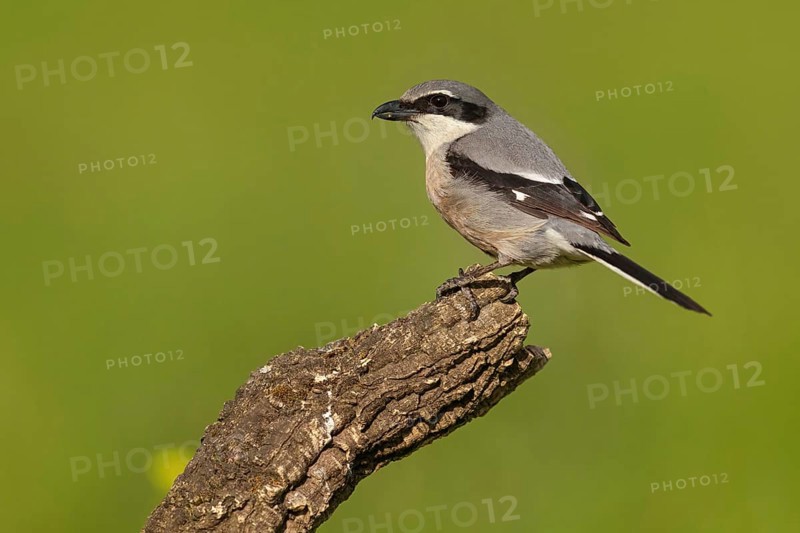 Great grey shrike (Lanius excubitor), Mediterranean Great Grey Shrike, Great Grey Shrike subspecies meridionalis, (Lanius excubitor meridionalis), (Lanius meridionalis), Iberian Great Grey Shrike, Southern grey shrike, Hides De Calera / Grey Shrike Hi, Calera Y Chozas, Castilla La Mancha / Toledo, Spain, Europe