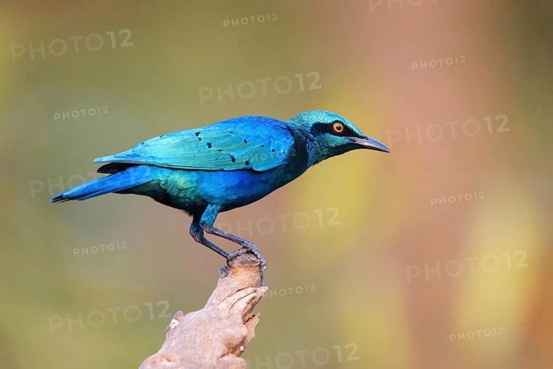 Lesser blue-eared starling (Lamprotornis chloropterus), Tendaba camp / Tendaba photo hid, Kwinella, South Bank, Gambia, Africa