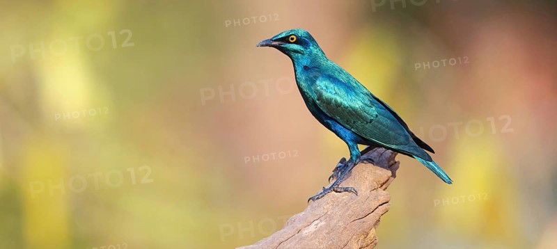 Lesser blue-eared starling (Lamprotornis chloropterus), Tendaba camp / Tendaba photo hid, Kwinella, South Bank, Gambia, Africa