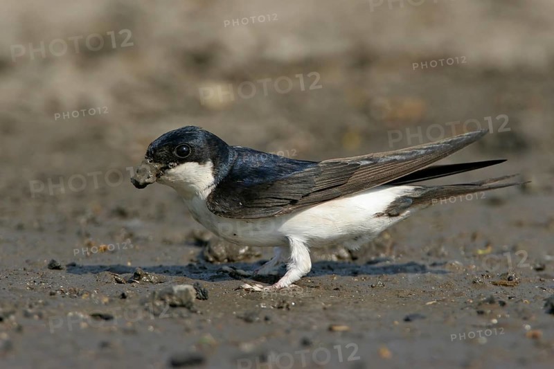 House Martin, Town Swallow, common house martin (Delichon urbica), Black Sea coast, Lesbos Island, Greece, Europe
