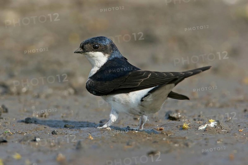 House Martin, Town Swallow, common house martin (Delichon urbica), Black Sea coast, Lesbos Island, Greece, Europe