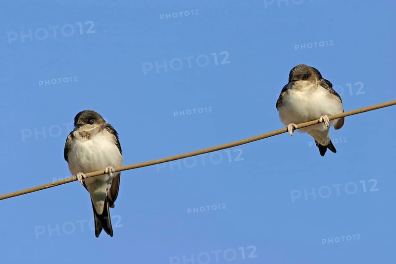 House Martin, Town Swallow, common house martin (Delichon urbica), Black Sea coast, Lesbos Island, Greece, Europe