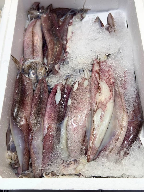 Display of fishing caught Californian squid (Loligo opalalescens) fish fresh fish squid on ice in refrigerated counter fish counter of fishmonger fish sales, food trade, wholesale, fish trade, speciality shop, Germany, Europe