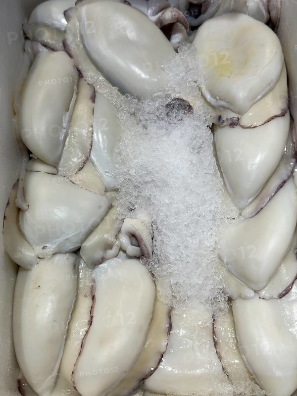 Display of freshly caught fish Fresh fish common cuttlefish (Sepia officinalis) Cuttlefish without heads Fresh fish on ice in refrigerated counter Fish counter of fishmonger Fishmonger, food trade, wholesale, fish trade, speciality shop, Germany, Europe