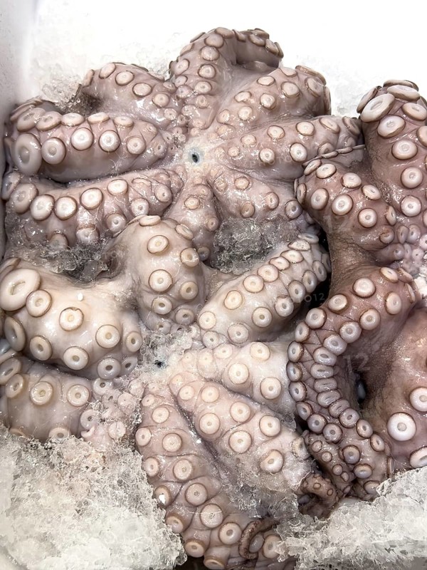 Three specimens of edible fish octopus (Octopus aegina) lie with suction cups visible on crushed ice in the sales display of Fischhandel Fischhändler, Germany, Europe
