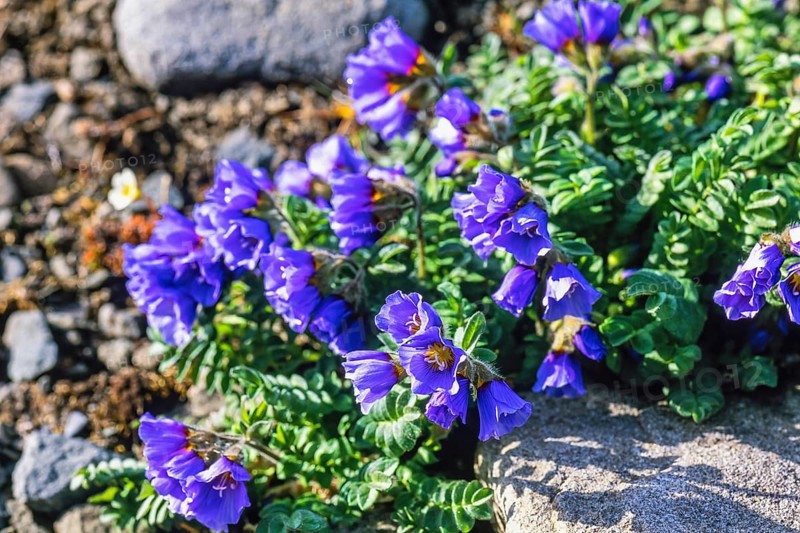 Northern Jacob's-ladder (Polemonium boreale) flowering in the Arctic, Svalbard
