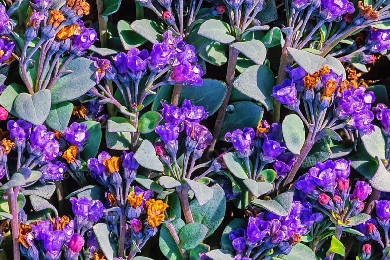 Oyster plant (Mertensia maritima) a flowering plant in the Arctic, Svalbard