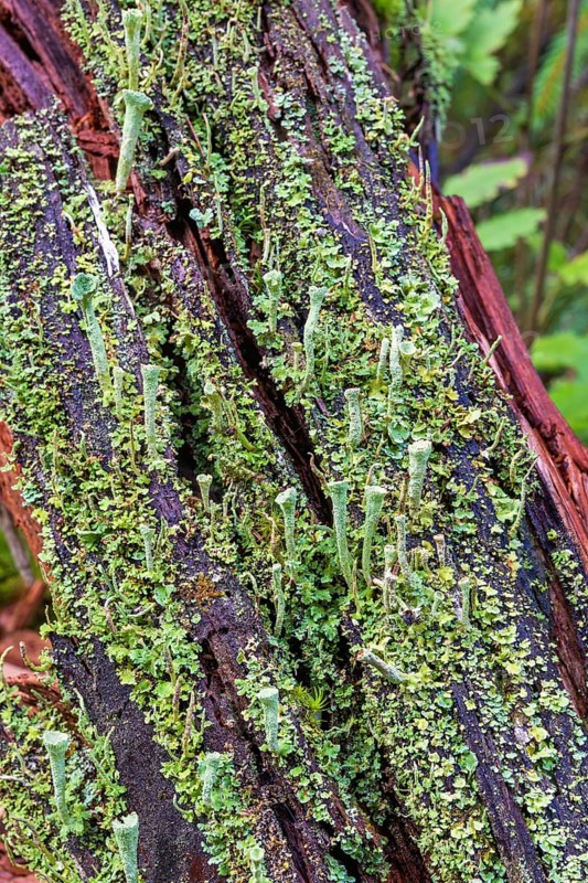 Trumpet cup lichen (Cladonia fimbriata) on a tree stump