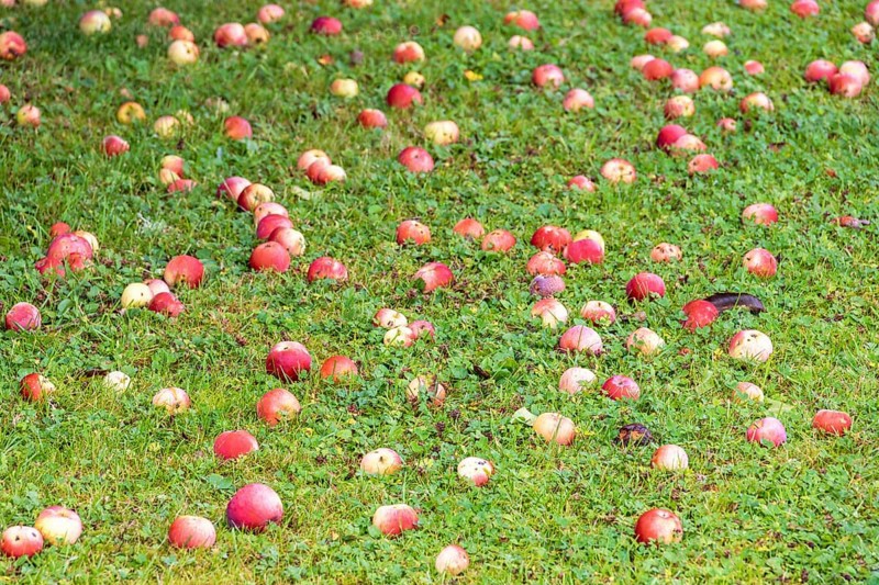 Fallen red apples on the lawn in a garden