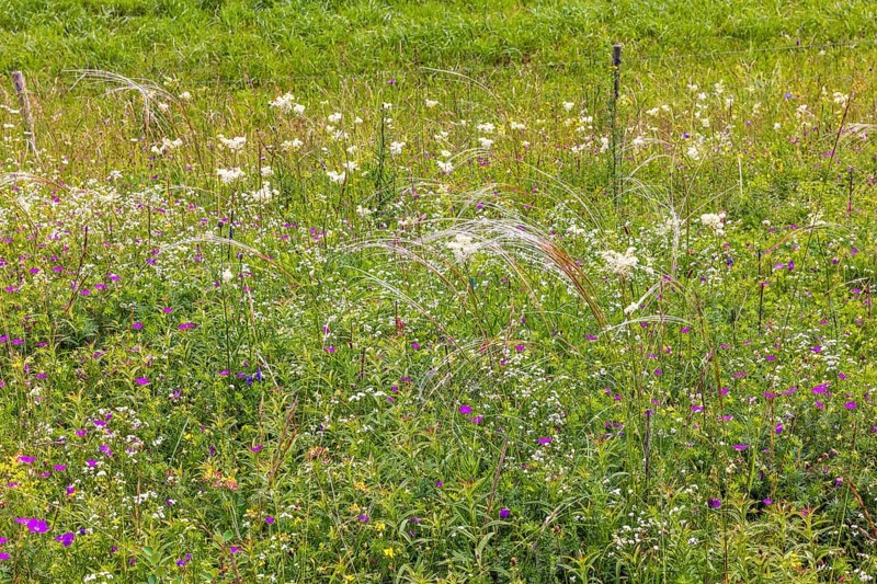 Flowering meadow with Feather grass (Stipa pennata) and blooming wildflowers, Falkoping, Sweden, Europe
