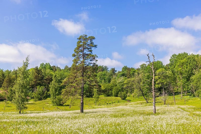 View at a flowering wet meadow with Broad-leaved bog-cotton (Eriophorum latifolium) in a nature reserve, Nohlmarken, Skovde, Sweden, Europe