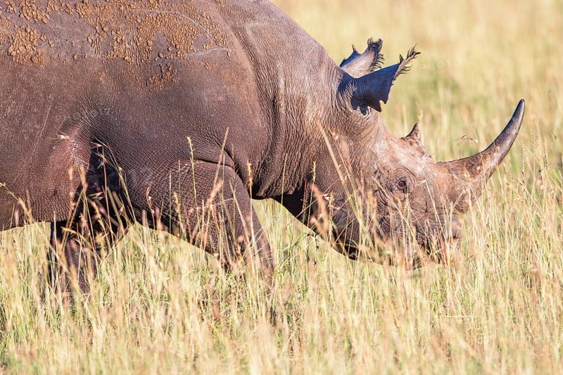 Black rhinoceros (Diceros bicornis) walking in high grass on the savanna in Africa, Maasai Mara National Reserve, Kenya, Africa